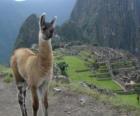 Lama, eski İnka İmparatorluğu'nun en tanınmış hayvan
